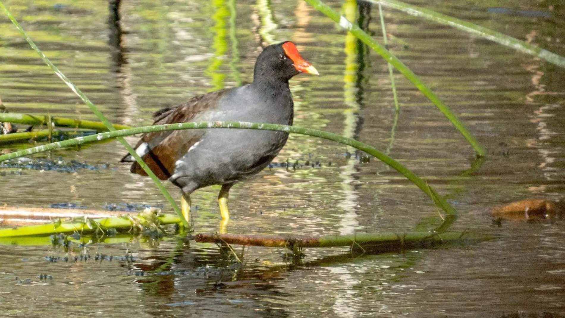 Aves-morelos-especies A